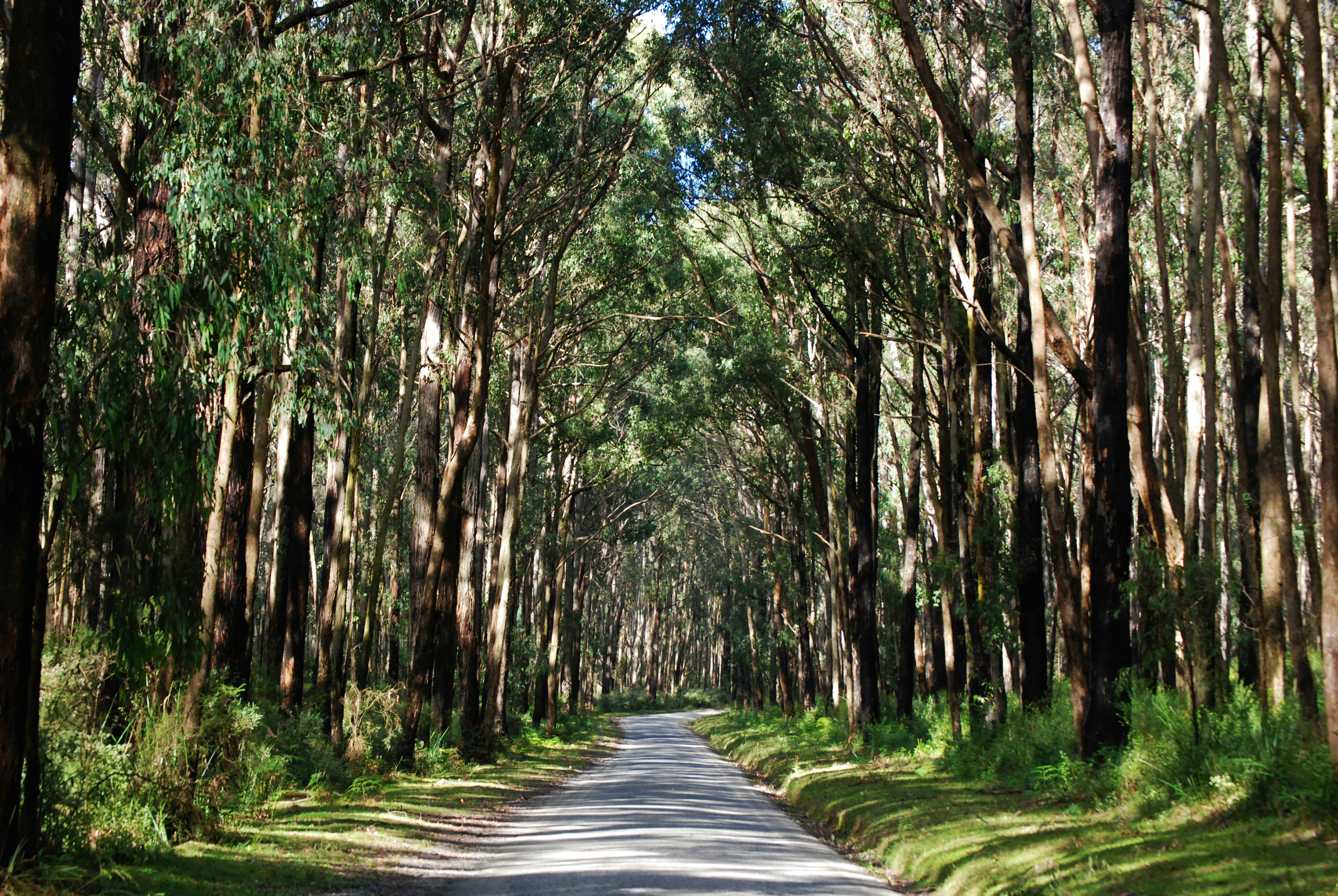  sustainable eucalyptus good for klimate and environment